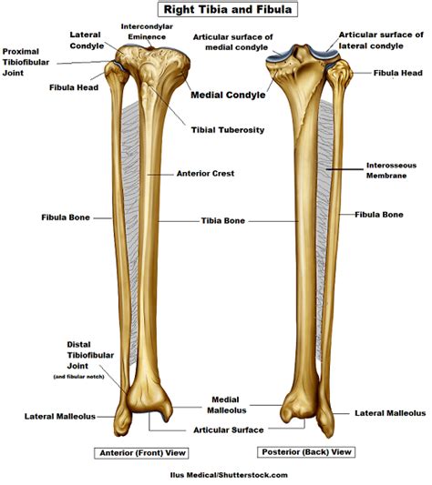 Tibia Tibia Shinbone Shaft Fractures Causes Symptoms Diagnosis