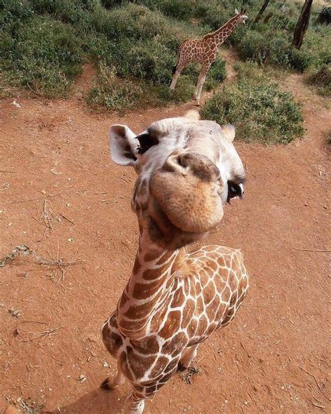 Cute Baby Giraffe Aww