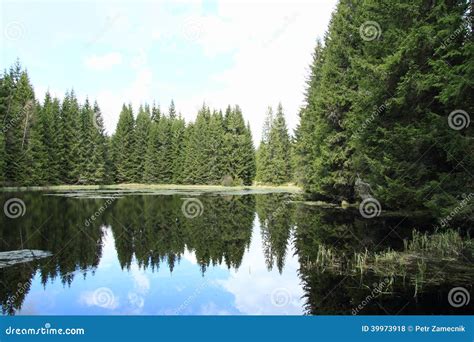 Lake With Spruce Trees Stock Photo Image Of Tree Sumava 39973918