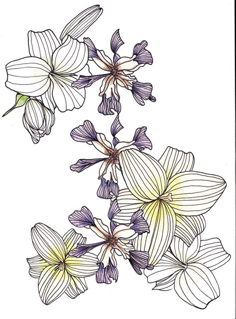 Line Drawing Flowers Lilies And Iris Flower Line Drawings Drawings