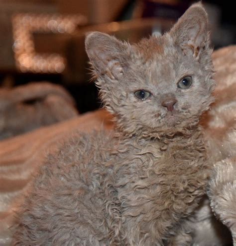 The Amazing Selkirk Rex Kitten Everything You Need To Know About This