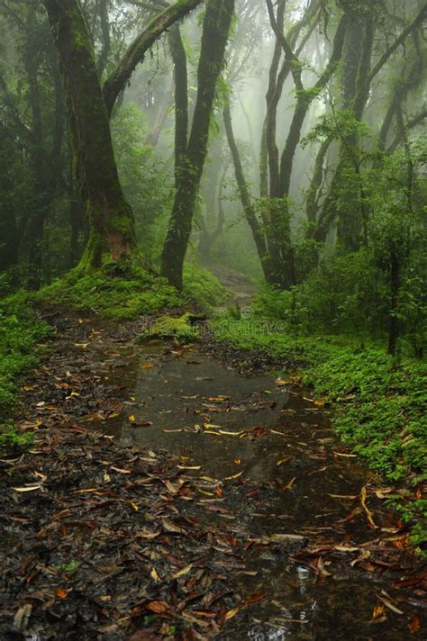 Nepal Jungle Stock Image Image Of Green Paradise Dense 56780997