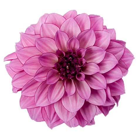 Dahlia Free Download Png Png All Png All