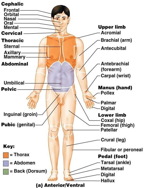 Organs on the left side of the body are those organized towards the left of the body axis. image regional_terms for term side of card | Medical terminology, Teaching english grammar ...