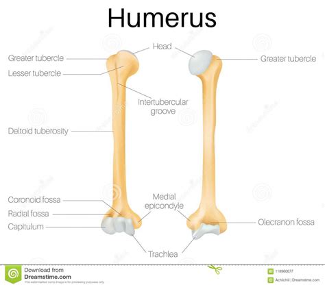 Label number 1 in the diagram indicates which part of the bone. Humérus - PhysioStudent