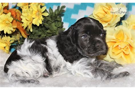 6 black and 2 brown. Smore: Cocker Spaniel puppy for sale near Denver, Colorado. | b40da90e-3501