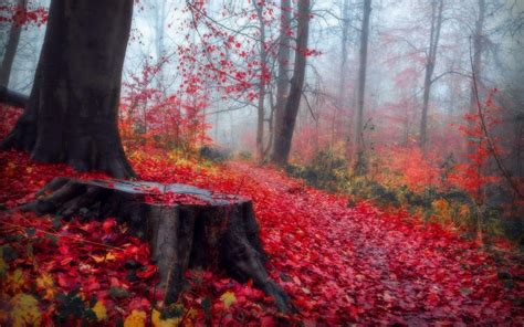 Red Leaves In The Autumn Forest Hd Desktop Wallpaper