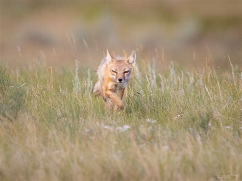 Swift Foxes Making A Comeback In Canada