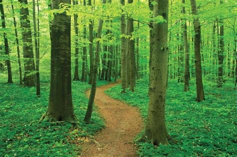 A Tree Lined Path To Good Health American Forests