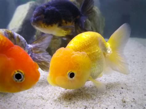 Visit this restaurant to taste good fish. About Ranchu Goldfish - Hail to the King (of goldfish ...
