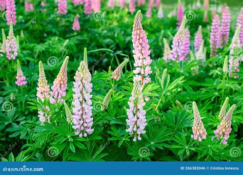 Many Vivid Pink Flowers Of Lupinus Commonly Known As Lupin Or Lupine