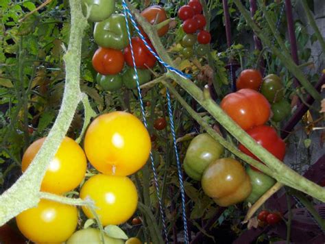 Heirloom Tomatoes Diary Of A Brussels Kitchen Garden