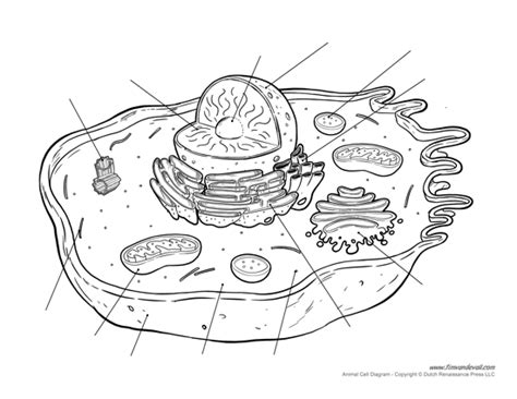 Animal Cell Diagram Unlabled 1 Tims Printables