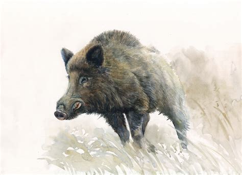 Wild Boar Original Watercolor Painting Wildlife Lover Wild Etsy In