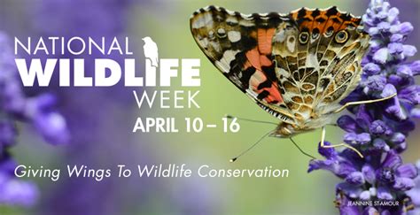 Canadian Wildlife Federation National Wildlife Week Gives Wings To