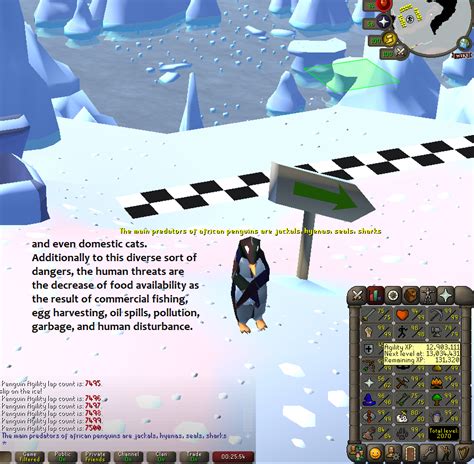 100 Laps With Penguin Facts Daily Until Agility Pet Day 60 R2007scape