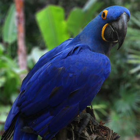Hyacinth Macaw The Animal Spot