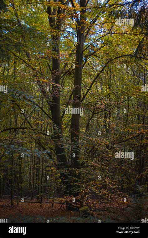 German Autumn Forest Stock Photo Alamy