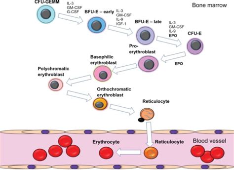 Schematic Diagram Of The Process Of Erythropoiesis The Open I