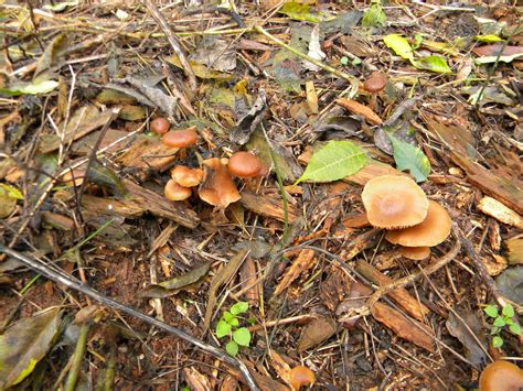 Id Please Georgia Mushroom Hunting And Identification