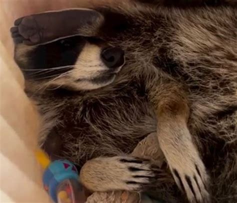 Raccoon Is Completely Obsessed With Fawn Who Lost Mom Gives Her Hugs