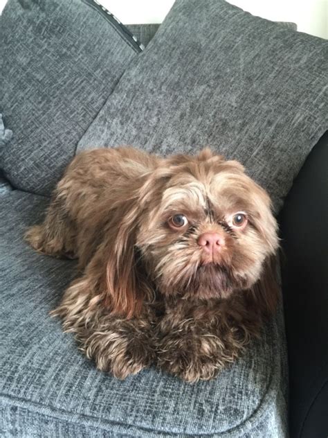 We did not find results for: For sale chocolate male Shih Tzu | Wakefield, West Yorkshire | Pets4Homes