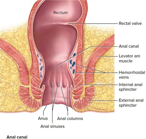 Anal Sphincter Anatomy Hard Orgasm