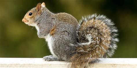 Check spelling or type a new query. How Much Does Squirrel Removal Cost? - Varmint Gone