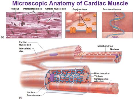 {label gallery} get some ideas to make labels for bottles, jars, packages, products, boxes or classroom activities for free. What is the function of cardiac muscles cells? | Socratic