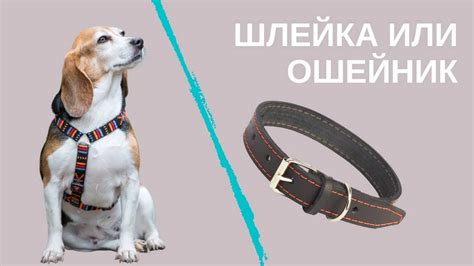 Ошейник или шлейка - какой выбрать для вашей собаки для комфорта и ...