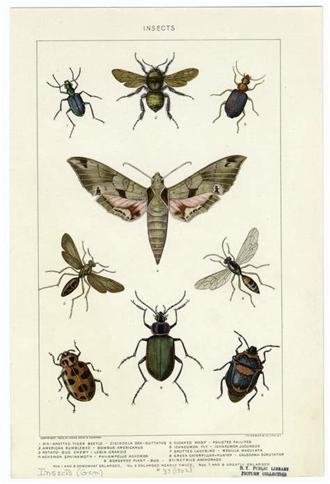 Various Types Of Flying And Crawling Insects Nypl
