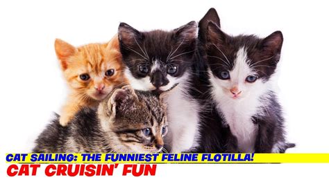 Cat Sailing The Funniest Feline Flotilla Youtube