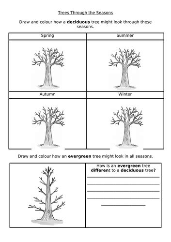 Ks1 Science Deciduous And Evergreen Trees Through Seasons Worksheet