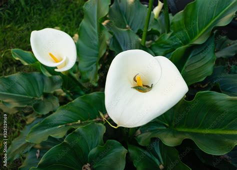 Flores De Alcatraz Y Sus Hojas Verdes Stock Photo Adobe Stock