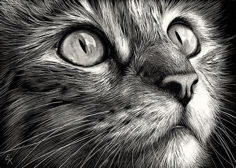 Closeup eye halloween black cat with bat pupil vector. Cat's Face Drawing by Elena Kolotusha
