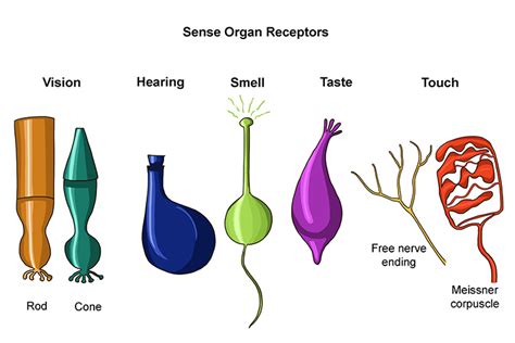 Types Of Sense Organs Overall Science