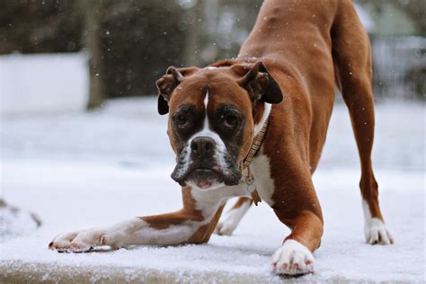 Lets Play Boxer Dog Puppy Boxer Dogs Dogs
