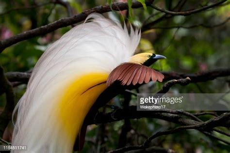 Papua New Guinea Bird Of Paradise Photos And Premium High Res Pictures Getty Images