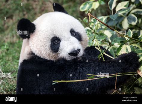 Giant Panda Ailuropoda Melanoleuca Panda Macau Pandas Pavilion