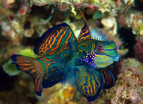 Mandarin Fish Facts 7 Little Known Facts Fishkeeping Forever