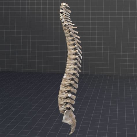 Human Spinal Cord Anatomy 3d Model Max Obj 3ds Fbx C4d Lwo Lw Lws