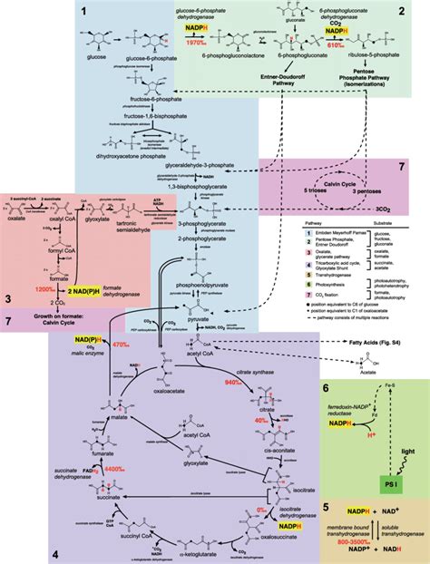 Fig S5 Schematic Summary Of Major Central Metabolic Pathways