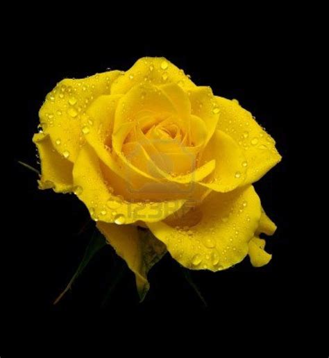 Top Beautiful Yellow Rose Flowers Images Top Collection Of Different
