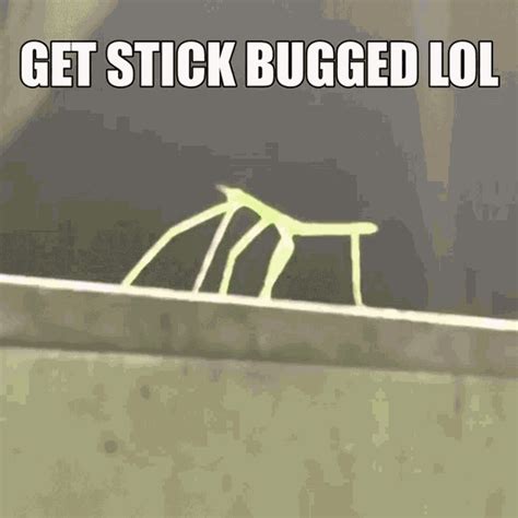 Get Stick Bugged Lol  Getstickbuggedlol Discover
