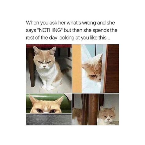 Why Tho Funny Animal Memes Funny Cat Memes Funny Animal Pictures