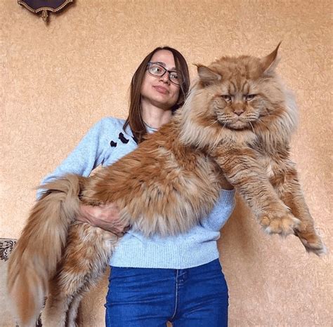 Are Maine Coon Cats Moody Catsinfo