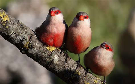 Wallpaper Three Birds Standing On A Branch 1920x1200 Hd Picture Image