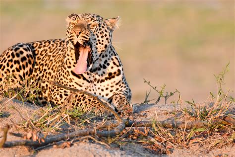 Leopard yawn - Hillfamily dot net