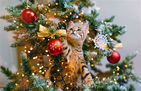 7 Expert Tips For Cat Proofing Your Christmas Tree Trusted Since 1922