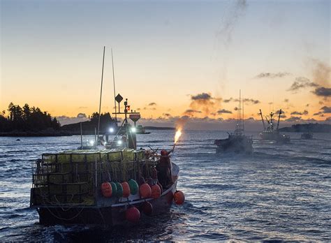 Season Opens In Lucrative Lobster Fishery Its A Lot Of Boats On The